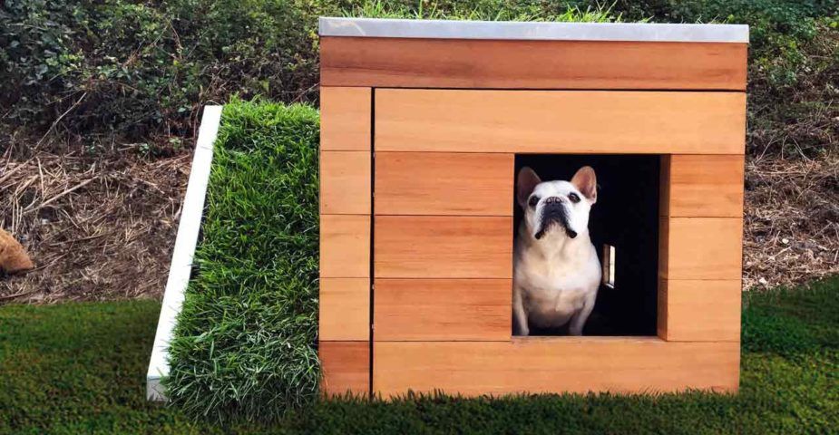 Exterior shot of "Dog's Dream House" with a puppy poking his head out the front.