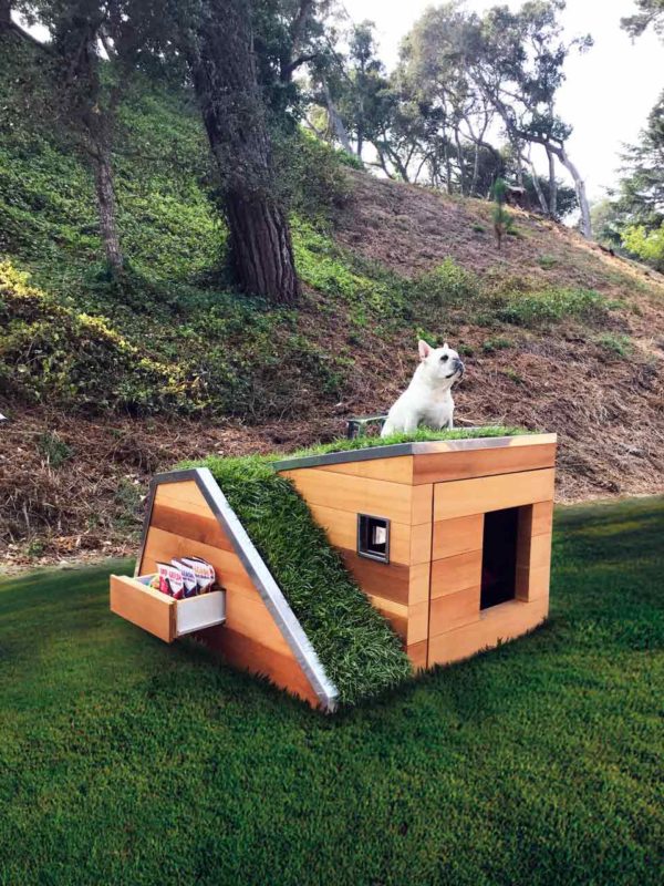 Puppy standing on top of the Dog's Dream House