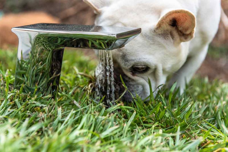 Dog drinking from the motion-activated faucet on top of the Dog's Dream House.