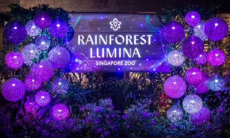 The new "Rainforest Lumina" multisensory experience at the Singapore Zoo.