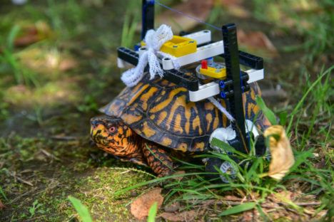 The custom LEGO wheelchair designed for a turtle at the Maryland Zoo.