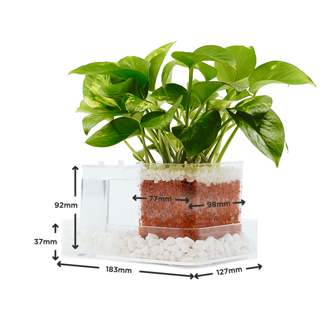 The Plant Hero self-watering planter.