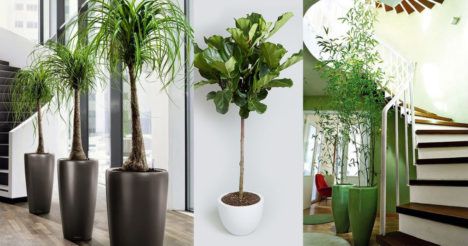 White indoor space lined with large houseplants.