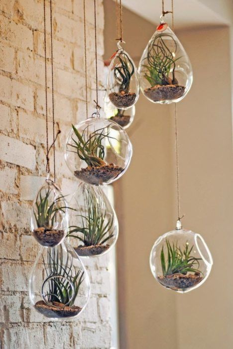 Indoor Hanging Plant Terraria