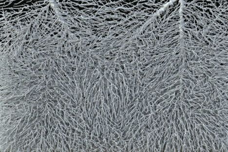 Close-up of a mushroom mycelium network.