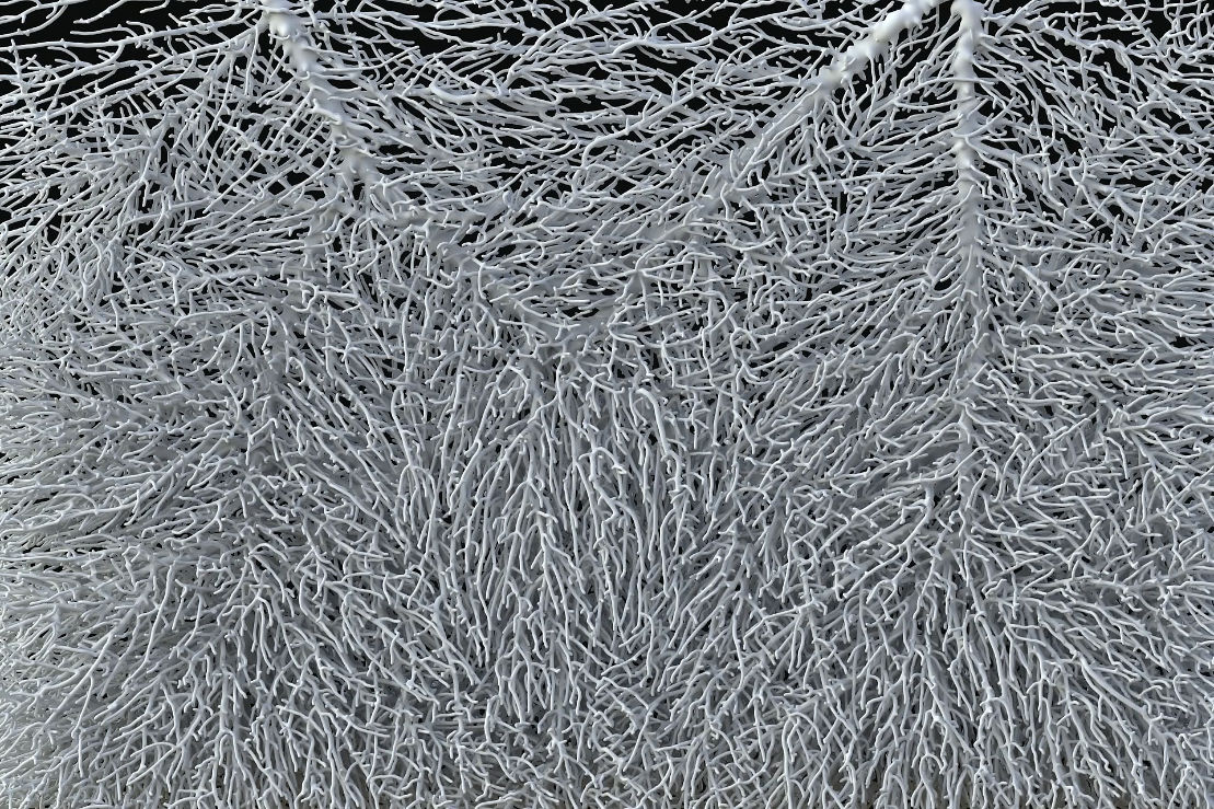 Close-up of a mushroom mycelium network. 