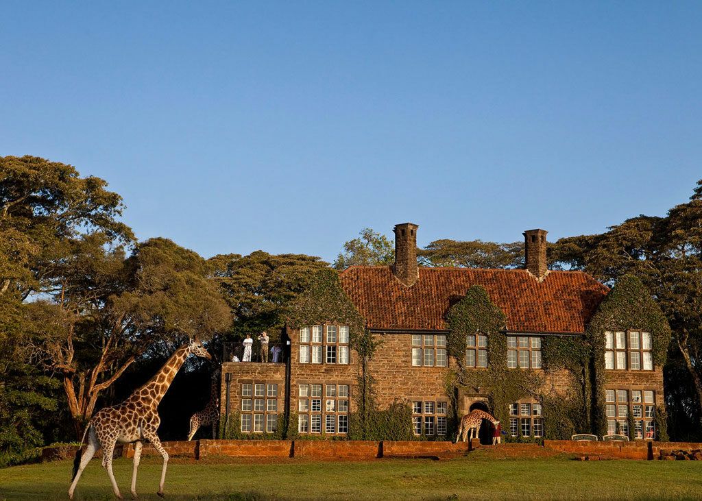 Rothschild giraffes roam the grounds outside Nairobi's Giraffe Manor.