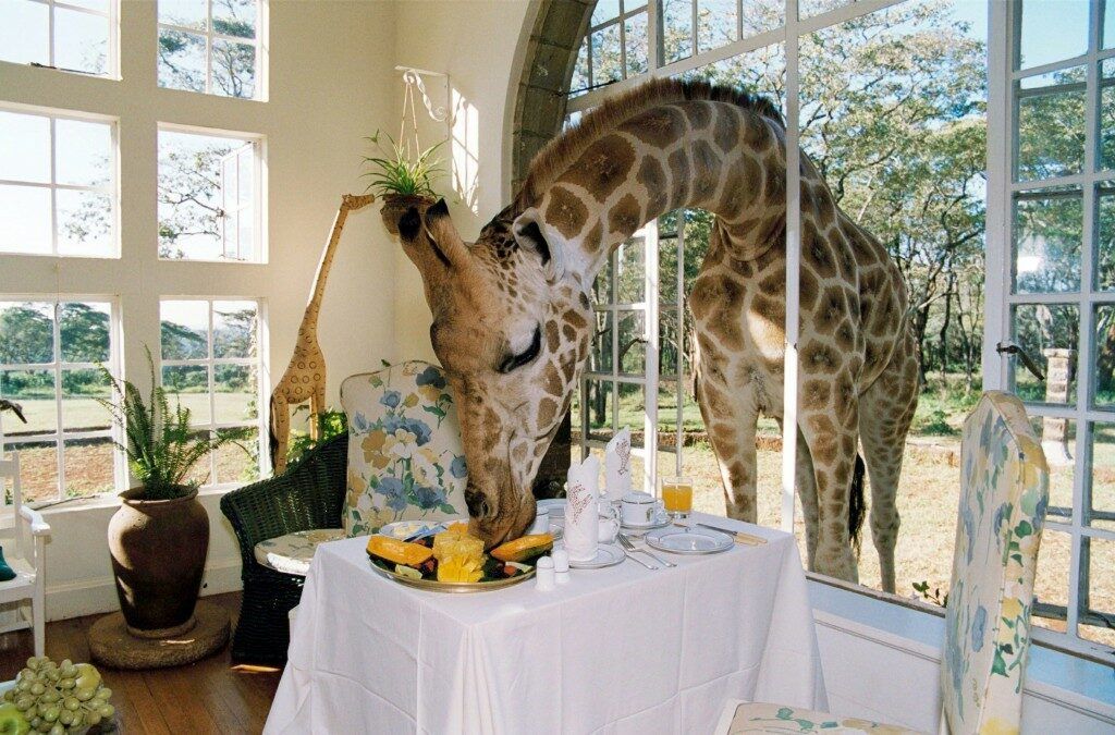 A hungry giraffe sticks his head inside the Giraffe Manor to sneak a treat.