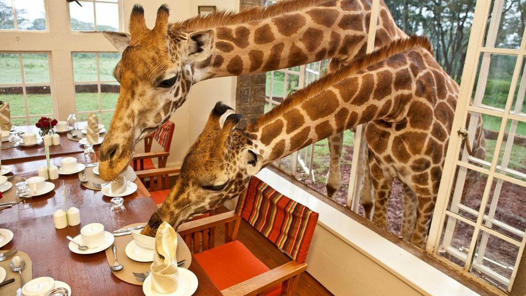 Hungry giraffes poke their heads into the Giraffe Manor to sneak treats.