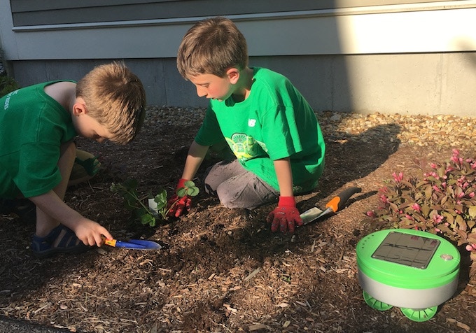 Two kids play outside as the Tertill Gardening Robot does its work.