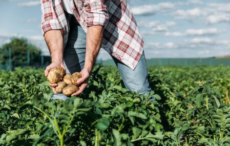 Farmer harvests a fresh crop of potatoes.