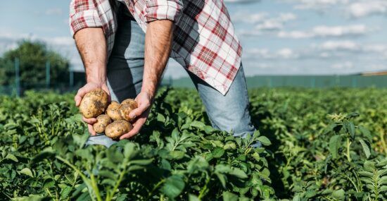 Farmer harvests a fresh crop of potatoes.