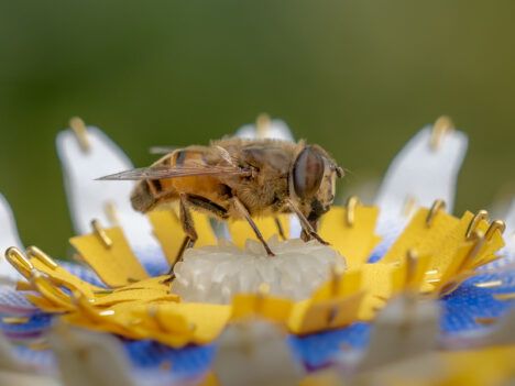 "Insectology: Food for Buzz﻿," a new series of artificial flowers for pollinators.