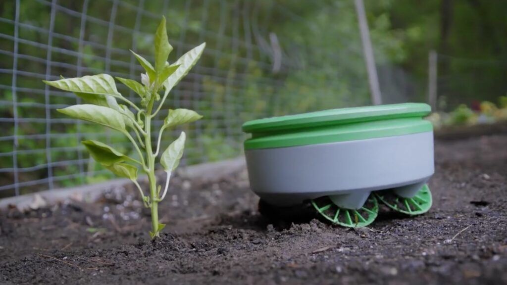 The Tertill Gardening Robot roams a backyard in search of weeds.