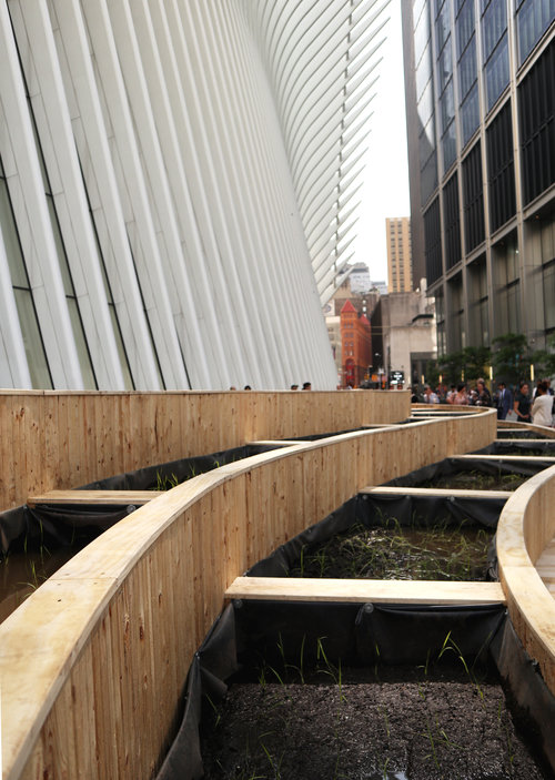 LUCKYRICE's new World Trade Center installation, consisting of five living rice paddies.