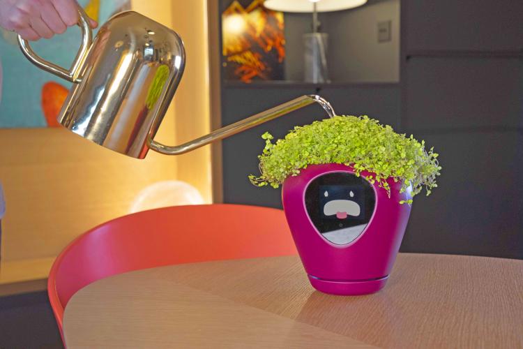 The Lua Smart Planter displays a thirsty expression as it's owner begins to water.