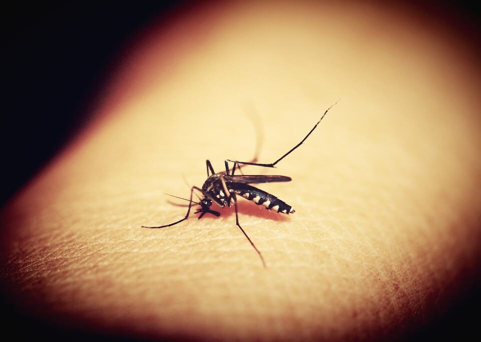 A mosquito biting human flesh