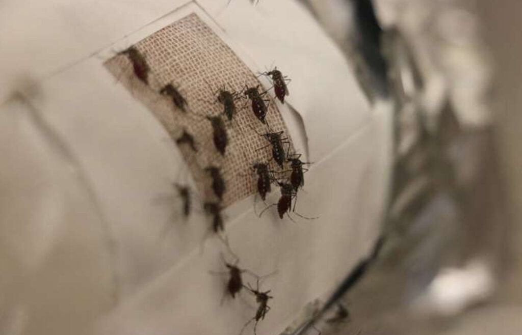 Mosquitoes rest on sections of the GO cloth free of graphene.